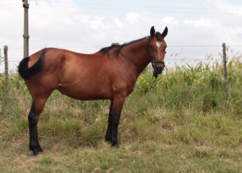 La provincia advierte sobre la situación sanitaria en equinos