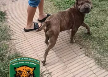 Venado Tuerto: “Los Pumas” incautaron un perro fuera del control de sus dueños