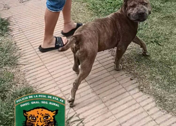 Venado Tuerto: “Los Pumas” incautaron un perro fuera del control de sus dueños