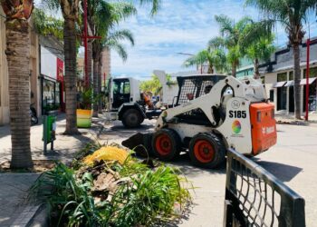 El municipio cañadense realiza trabajos de poda en toda la ciudad