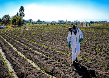 Acciones de prevención en la actividad tabacalera
