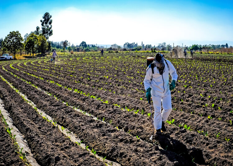 Acciones de prevención en la actividad tabacalera