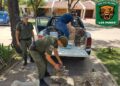 “Los Pumas” de Las Rosas procedieron al resguardo de animales de la Fauna Silvestre comercializados por un parenjense