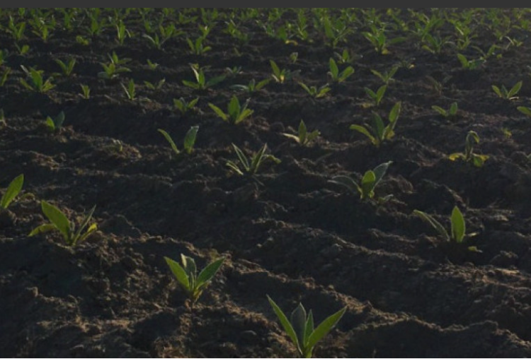 Impulsan el uso de bioinsumos en tabaco criollo