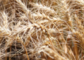 Trigo argentino al mundo: por primera vez Argentina puede exportar trigo a China