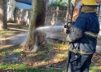 Cañada de Gómez: Se incendió un árbol en plena vía pública