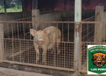 Ceres: aprehendieron a un hombre por hurtar un cerdo