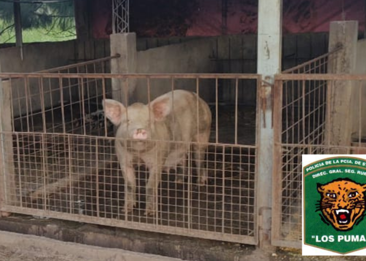 Ceres: aprehendieron a un hombre por hurtar un cerdo