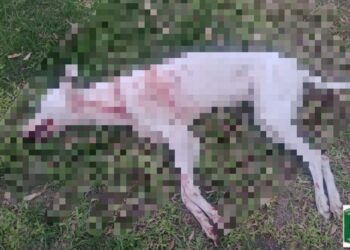 La Pelada: Mató a un perro por atacar a su ternero