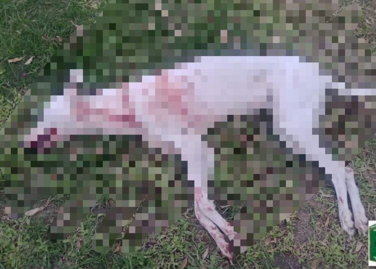 La Pelada: Mató a un perro por atacar a su ternero