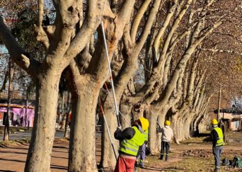 El municipio cañadense continúa con mantenimiento del arbolado público