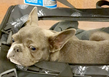 Todo lo que tenés que saber para ingresar con perros y gatos a la Argentina