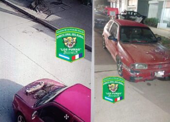 Venado Tuerto: Los Pumas aprehendieron a tres cazadores con dos ejemplares sin vida de Gato Montes