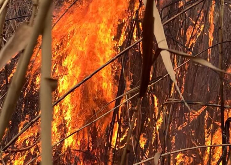 (Video) Incendio en cañaverales por el camino rural de Correa a la altura del arroyo Cañada