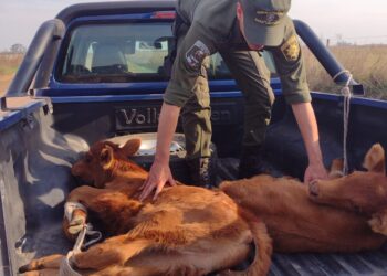 Los Pumas de Cañada de Gómez colaboraron en Carrizales en el esclarecimiento de un robo de terneros