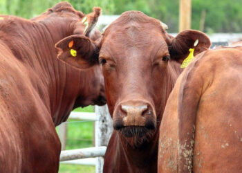 El precio de la carne: ¿por qué no despega el valor de la hacienda?