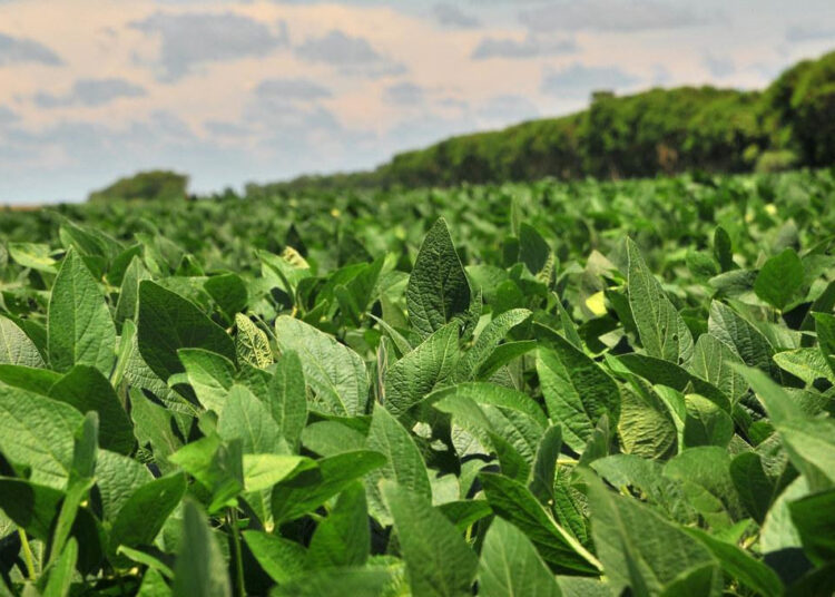 Se abre el plazo de recepción del Primer lote de soja de la campaña 2024/25