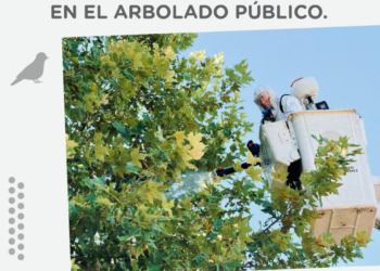 El Municipio cañadense realiza este sábado la aplicación de repelente para palomas en el arbolado público de calle Ocampo