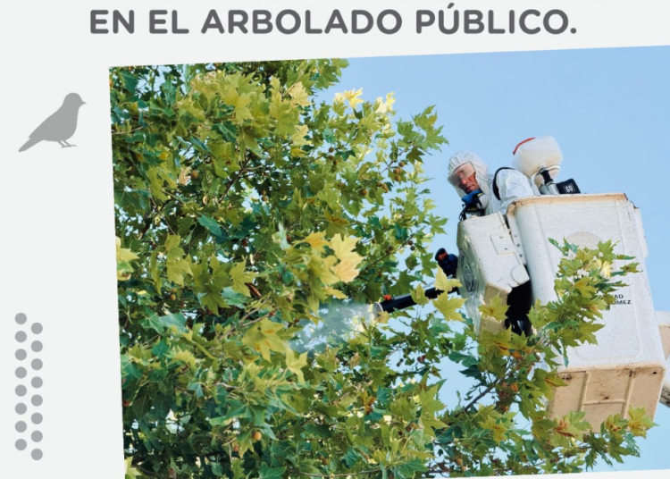 El Municipio cañadense realiza este sábado la aplicación de repelente para palomas en el arbolado público de calle Ocampo