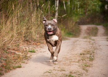 Reclamo por mordedura de perro suelto en Cañada de Gómez