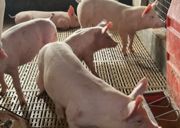 ALERTA: Nuevo brote de AUJESZY en Argentina