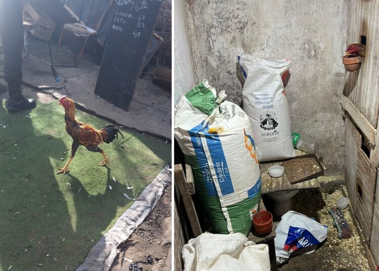 Maltrato animal en Villa Gobernador Gálvez vinculado a riña de gallos