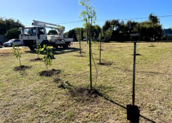 La Municipalidad de Cañada de Gómez celebra la semana del árbol con propuestas educativas y comunitarias