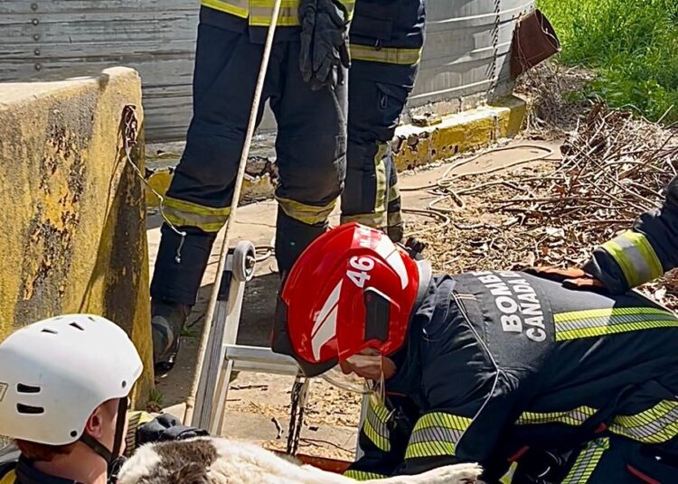 (video) Cañada de Gómez: Bomberos voluntarios rescataron a un perro que había caído en fosa de silos