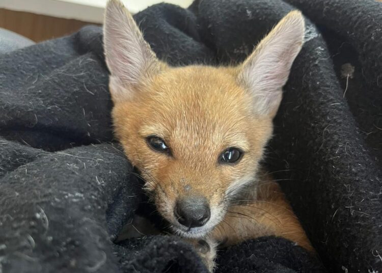 Totoras: Recuperaron tres zorros que serían ofrecidos en redes sociales