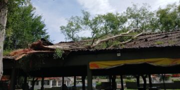Club El Circulo: Un árbol del predio cayó sobre el techo del quincho principal