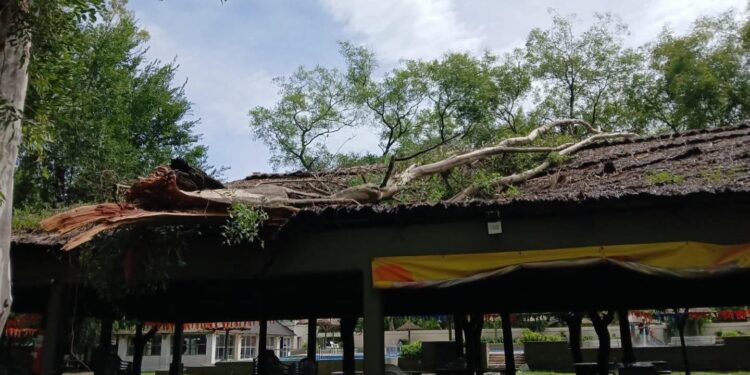 Club El Circulo: Un árbol del predio cayó sobre el techo del quincho principal