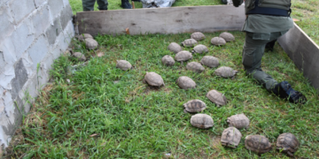 Rafaela: Descubren 150 tortugas y 100 aves silvestres ocultas en la carga de un camión