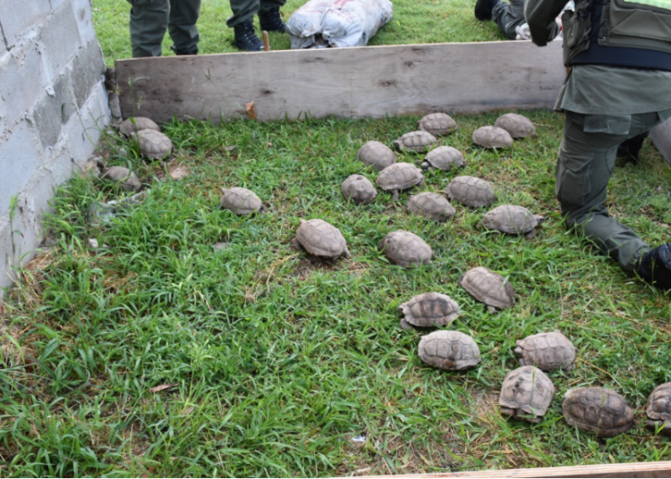 Rafaela: Descubren 150 tortugas y 100 aves silvestres ocultas en la carga de un camión