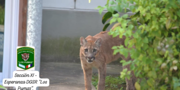 Sorpresa en la ciudad de Esperanza (Santa Fe): Uniformados Rurales rescatan un Puma.–   