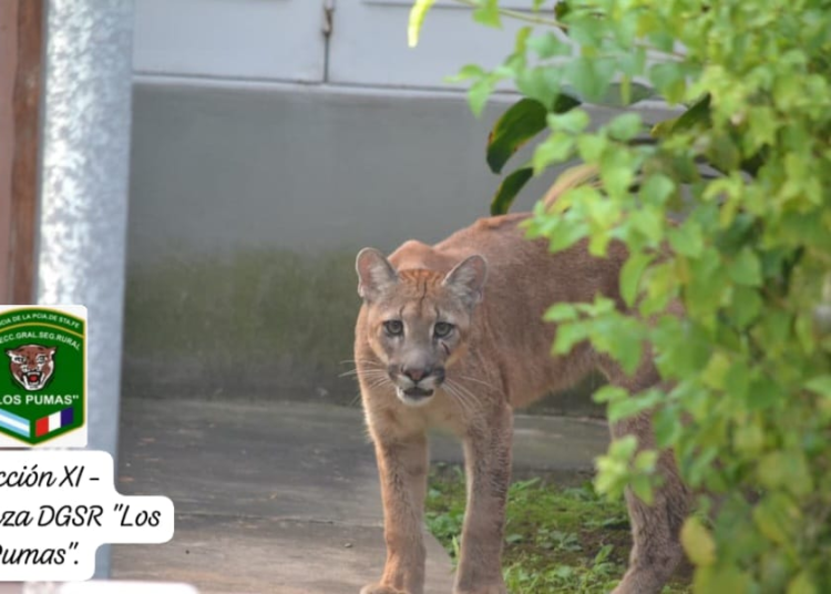 Sorpresa en la ciudad de Esperanza (Santa Fe): Uniformados Rurales rescatan un Puma.–   