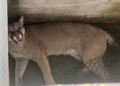 Monje: Rescataron y liberaron un puma que había ingresado a un domicilio