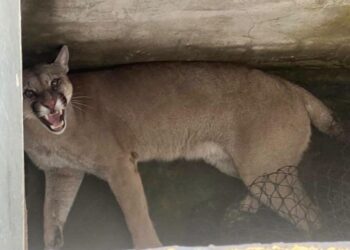 Monje: Rescataron y liberaron un puma que había ingresado a un domicilio