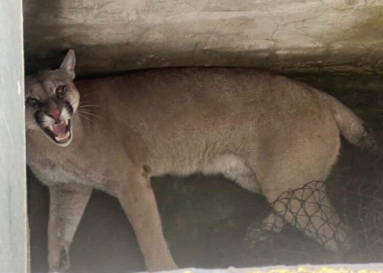 Monje: Rescataron y liberaron un puma que había ingresado a un domicilio