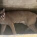 Monje: Rescataron y liberaron un puma que había ingresado a un domicilio