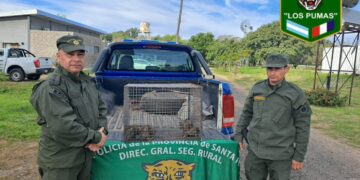 La guardia rural “Los Pumas” de Las Rosas rescato animales silvestres hallados en Montes de Oca