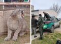 La policía rescató un puma que apareció en el patio de una vivienda de San jerónimo Norte