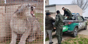 La policía rescató un puma que apareció en el patio de una vivienda de San jerónimo Norte