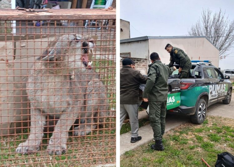 La policía rescató un puma que apareció en el patio de una vivienda de San jerónimo Norte