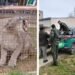 La policía rescató un puma que apareció en el patio de una vivienda de San jerónimo Norte