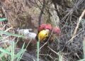 Bomberos Zapadores de Rosario y personal de la UR II rescataron a un perro desde una barranca sobre el Río Paraná