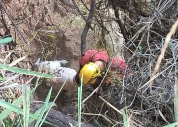 Bomberos Zapadores de Rosario y personal de la UR II rescataron a un perro desde una barranca sobre el Río Paraná
