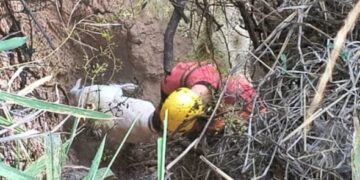 Bomberos Zapadores de Rosario y personal de la UR II rescataron a un perro desde una barranca sobre el Río Paraná