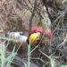 Bomberos Zapadores de Rosario y personal de la UR II rescataron a un perro desde una barranca sobre el Río Paraná