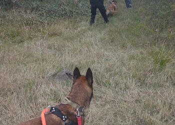 Bomberos de ABZ Rafaela rescataron a un joven con pedido de paradero y auxiliaron a dos animales en distintas intervenciones