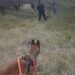 Bomberos de ABZ Rafaela rescataron a un joven con pedido de paradero y auxiliaron a dos animales en distintas intervenciones